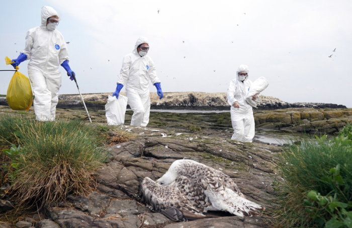 Das Rangerteam des National Trust räumt verstorbene Vögel von Staple Island. Foto: Owen Humphreys/Pa Wire/dpa