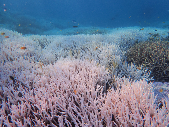Gebleichte Korallen stehen bei Heron Island vor Queensland. Foto: Diana Kleine/Divers For Climate Via Aap/dpa