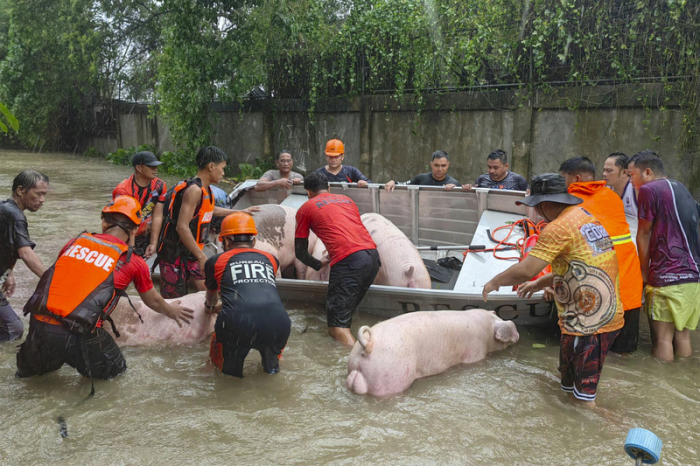 Retter tragen Schweine in Booten durch die vom Taifun «Doksuri» verursachten Überschwemmungen, während sie sie in der Stadt Laoag in Sicherheit bringen. Foto: Bernie Sipin Dela Cruz/Ap/dpa