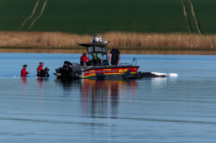 Helfer beobachten den festliegenden Buckelwal vor der Insel Poel. Seit Wochen bemüht sich eine Initiative um die Rettung im Flachwasser. Foto: Marcus Golejewski/dpa