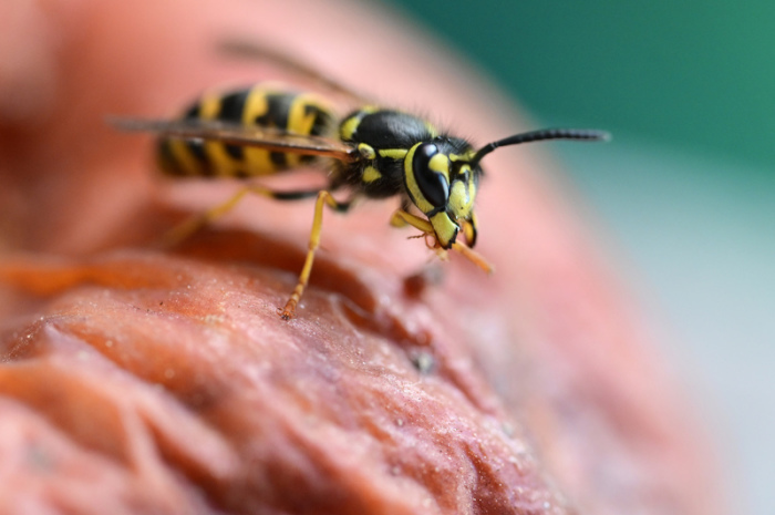 Eine Wespe sitzt auf einem alten Apfel. Momentan sind besonders viele Wespen unterwegs. Foto: Bernd Weißbrod/dpa