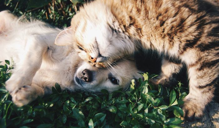 Foto von Krista Mangulsone auf Unsplash