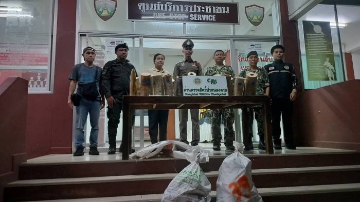 Beamte präsentieren die in Nong Khai sichergestellten Elfenbeinstücke und Tierreste nach der Beschlagnahmung am Mekongufer. Bild: Department of National Parks, Wildlife and Plant Conservation (DNP)