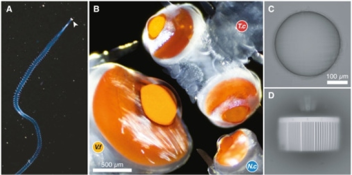 Ungewöhnlich große Augen von Meereswürmern enthüllen neue Einblicke in UV-Sicht. Studie zeigt Potenzial für 'Geheimsprache'. Foto: Www.cell.com