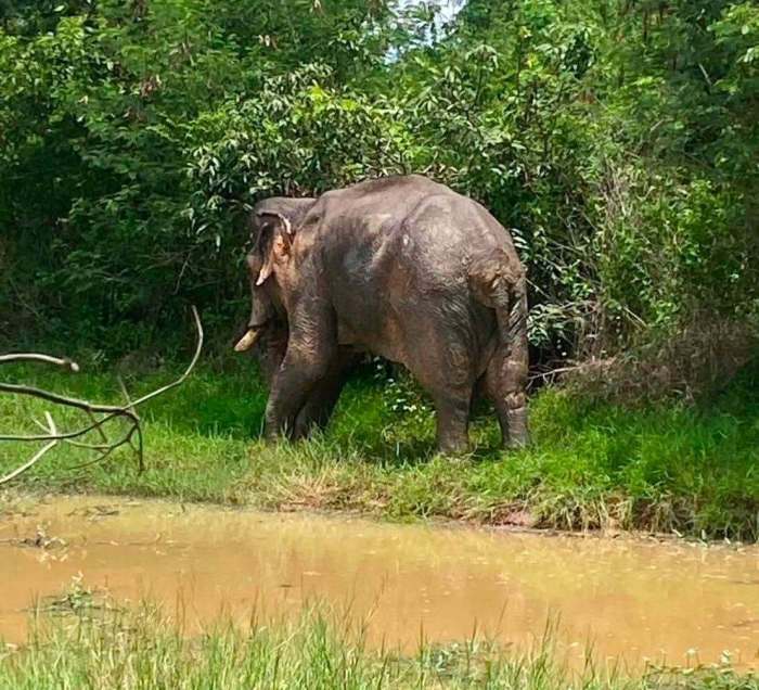 Der Wildelefant „DY M 001“ bewegt sich am Rand eines Wasserlochs in seinem Lebensraum in der Provinz Buriram. Bild: Department of National Parks, Wildlife and Plant Conservation (DNP)