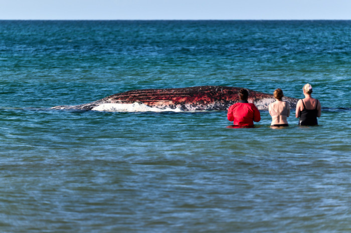15.05.2026, Dänemark, Anholt: Tierärztin Anne Herrschaft (l) steht mit zwei Passantinnen an einem toten Wal, der vor der dänischen Insel Anholt liegt. Foto: Marcus Golejewski/dpa