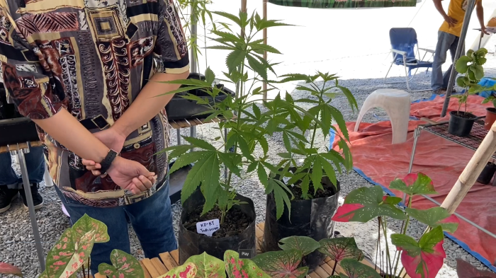 Auf dem Pflanzenmarkt in Nordpattaya ist das Angebot an Cannabis jetzt bereits sehr groß. Fotos: hf