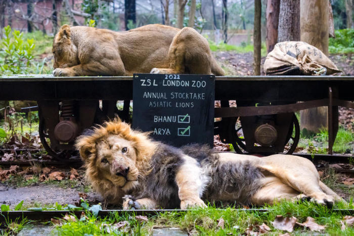 Asiatische Löwen bei der jährlichen Bestandsaufnahme im ZSL London Zoo in London. Foto: epa/Vickie Flores