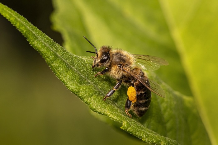 Eine Biene sammelt fleißig Pollen – Naturwunder für die Herstellung von Propoliz und Honig. Foto: Pixabay/Erik Karits