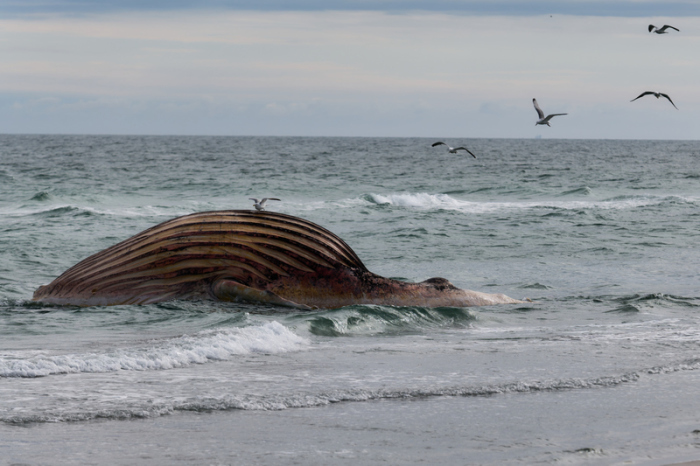 Der tote Buckelwal „Timmy“ treibt aufgebläht vor der dänischen Insel Anholt. Das Tier war zuvor an der Ostseeküste gestrandet. Foto: dpa/Marcus Golejewski