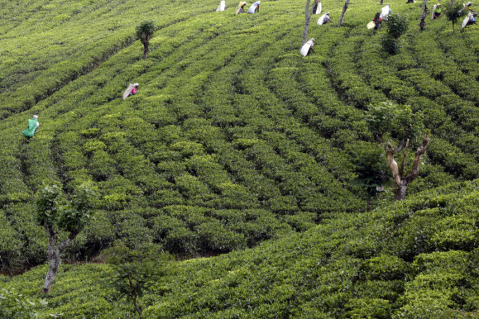  Eine Tee-Plantage auf der Insel Sri Lanka. Foto: epa/M.a.pushpa Kumara