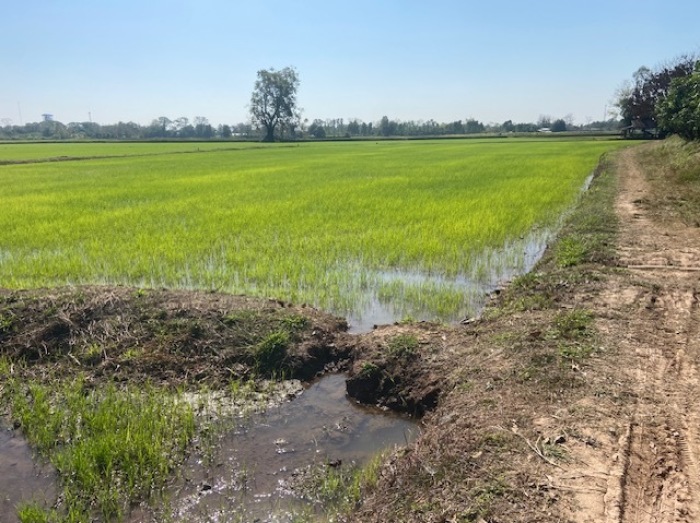Endlose Reisfelder in Nong Khai und Umgebung laden zu Spaziergängen ein. Fotos: hf