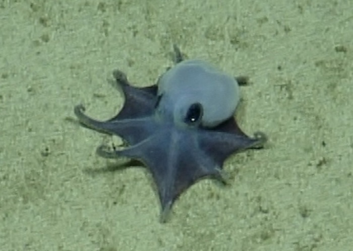 Forscher entdecken vor den Galápagos-Inseln einen winzigen blauen Oktopus, der kaum größer als ein Golfball wird. Foto: dpa/-/charles-darwin-stiftung