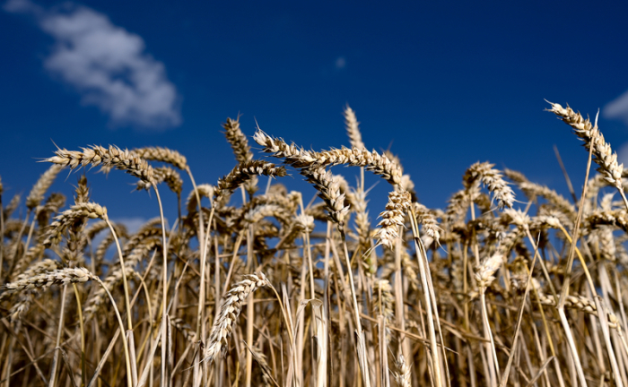 Erntereifer Weizen leuchtet auf einem Getreidefeld bei Nieder-Erlenbach vor blauem Himmel. Foto: Arne Dedert/dpa