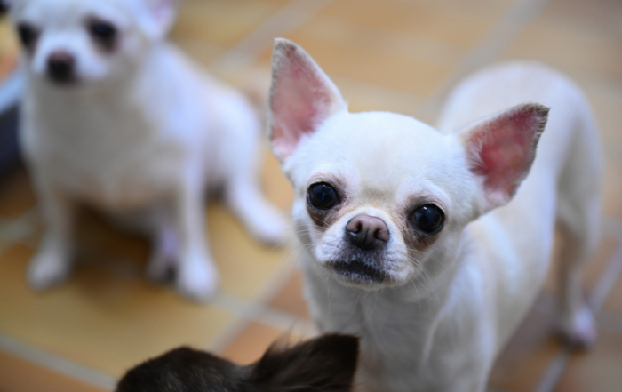 Chihuahua Hunde aufgenommen in Stuttgart. Foto: Bernd Weißbrod/dpa