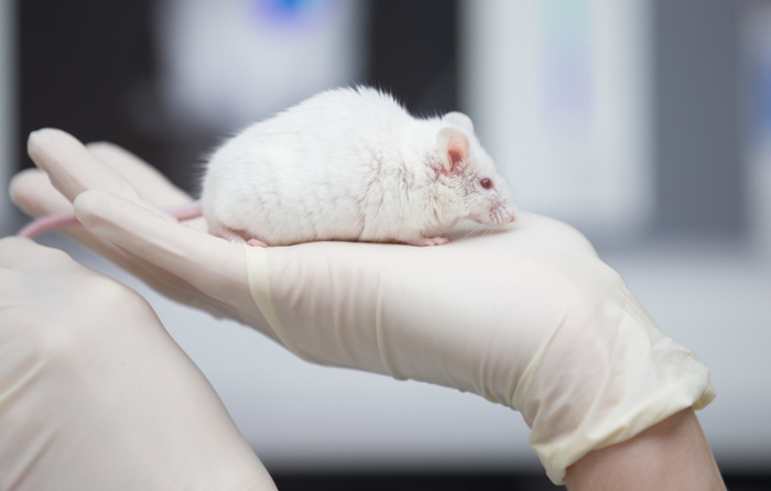 Eine wissenschaftliche Mitarbeiterin einer tierexperimentellen Forschungseinrichtung hat eine Maus in der Hand. Foto: Friso Gentsch/dpa