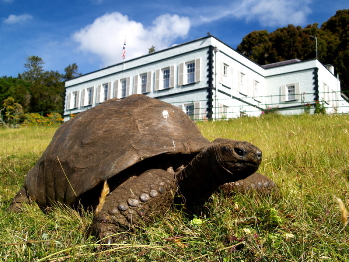 Jonathan (190), die älteste Schildkröte der Welt, lebt im Garten der Gouverneurs-Residenz auf der Insel St. Foto: Joe Hollins/Privat/dpa