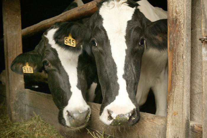  Holsteiner Kühe. (Archivbild). Foto: epa/Tom Treick