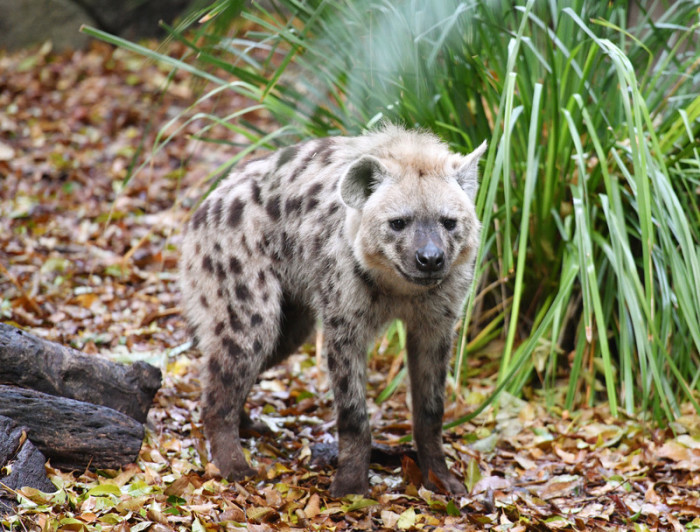 Tüpfelhyänen erhalten neues Gehege im Zoo. Foto: epa/David Mariuz