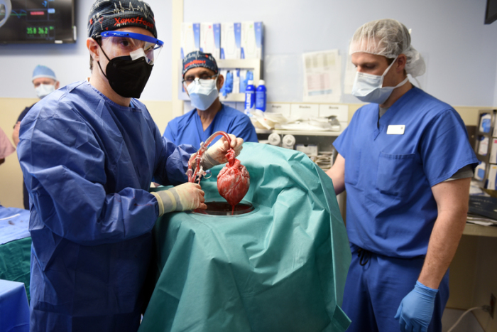 Ärzte operieren an einem Schweineherz, das in einen menschlichen Patienten eingesetzt wird. Foto: Tom Jemski/University Of Maryland School Of Medicine/dpa