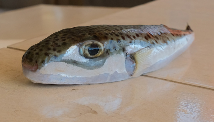Ein Hasenkopf-Kugelfisch liegt auf einem gefliesten Tisch. Foto: Anne Pollmann/dpa