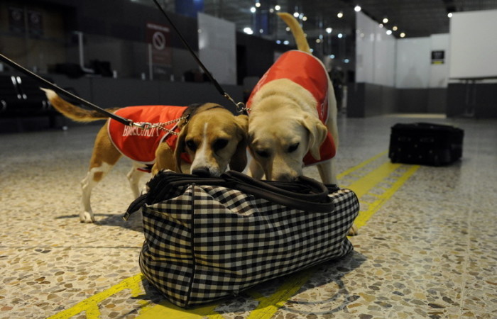Flughafensicherheit Jahrestag Spürhunde. Foto: epa/Julian Smith