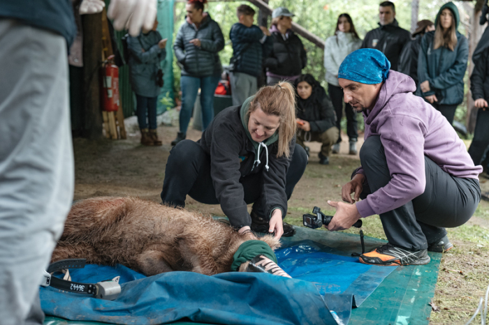 Helfer der Wildtier-Schutzorganisation Arcturos bereiten den etwa 15 Monate alten Bären 