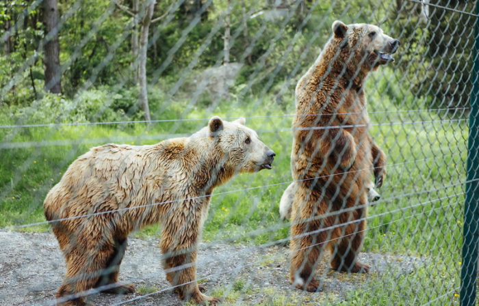 Bären stehen im Gnadenhof für Bären in Bad Füssing. Foto: Uwe Lein/dpa