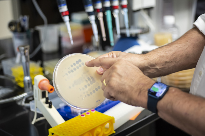 Dieses Bild wurde im Labor von Graham Hatfull an der Universität Pittsburgh aufgenommen und zeigt eine Platte mit Bakterien - klare Kreise zeigen an, wo Bakteriophagen ihre Arbeit verrichtet haben. Foto: Aimee Obidzinski