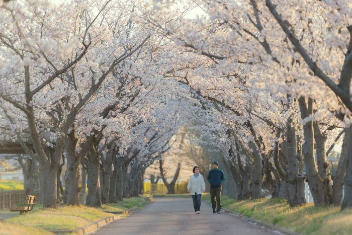 Ein Paar genießt einen friedvollen Spaziergang unter einer Allee von blühenden Kirschbäumen. Foto: Pixabay/Morn In Japan