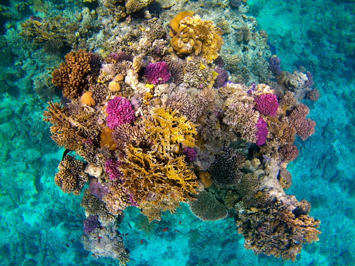 Bedrohte Unterwasserwelt: Korallenriffe vor Koh Kradan und Koh Bulone sind durch steigende Meerestemperaturen und Verschmutzung stark geschädigt. Foto: Unsplash/Veronica Reverse