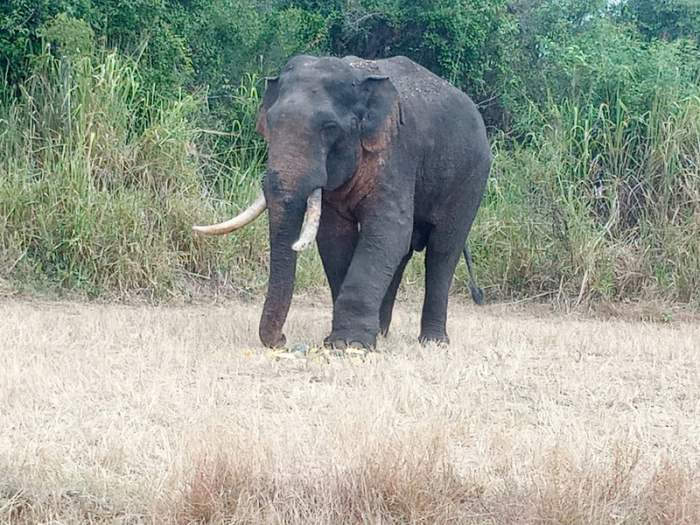 Der verletzte Elefant „Agbo“. Das wilde Tier mit einem verletzten linken Vorderbein hinkt schon seit Wochen. Foto: Wildlife department/dpa
