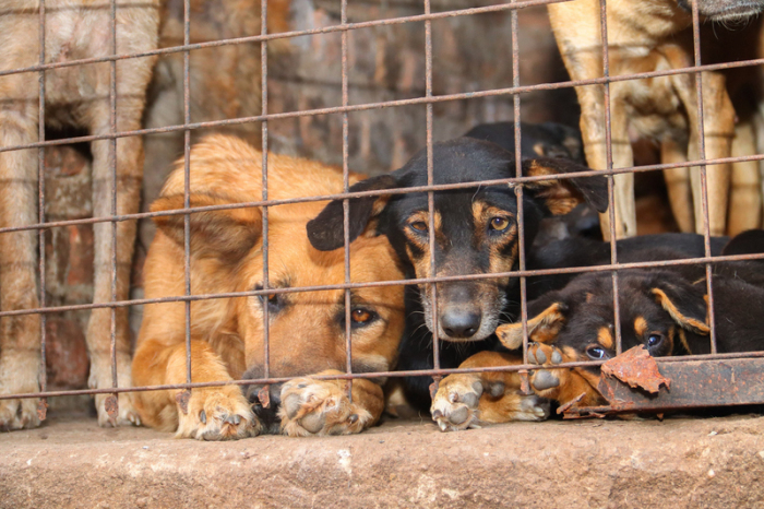 Hunde in Uganda, die laut Tierschützern für inszenierte Rettungsaktionen missbraucht wurden. Experten beraten über Maßnahmen gegen Tierquälerei in sozialen Medien. Foto: Animal Welfare Alliance Uganda/dpa