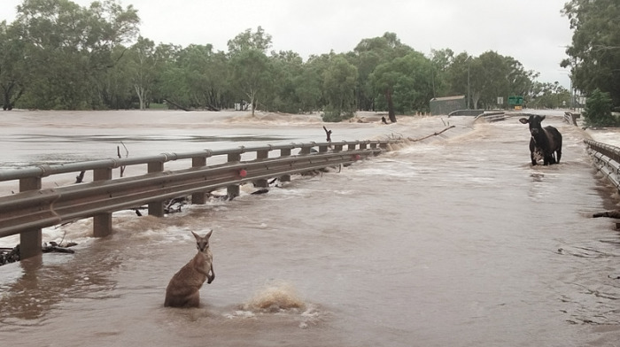 Dieses zur Verfügung gestellte Foto zeigt ein Känguru und eine Kuh im Hochwasser der Überschwemmungen. Foto: Supplied/Andrea Myers/aap/dpa