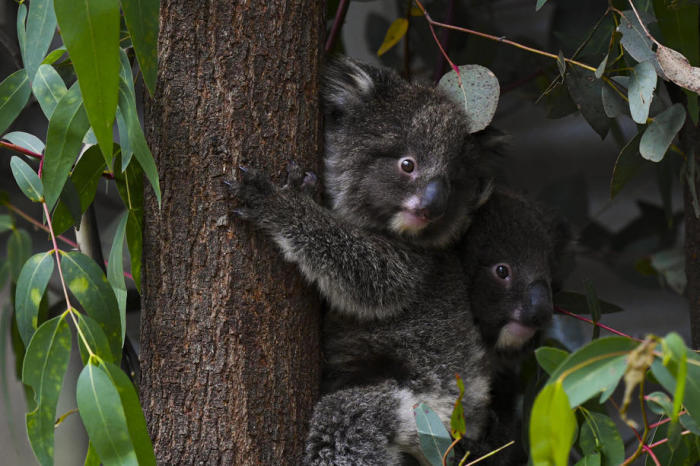 Zwei Koalas werden im Tidbinbilla-Naturreservat in der Nähe von Canberra gesehen. Foto: epa/Lukas Coch