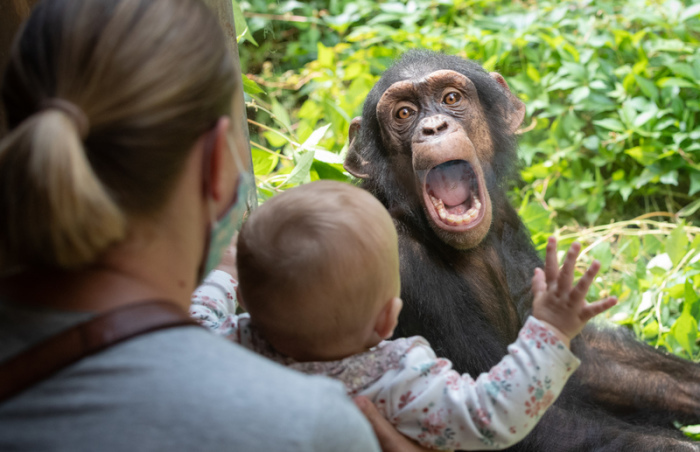 Ein Schimpanse nimmt hinter einer Scheibe Kontakt zu einem kleinen Zoobesucher auf. Menschen können besser als erwartet die kommunikativen Gesten von Schimpansen interpretieren. Foto: Friso Gentsch/dpa