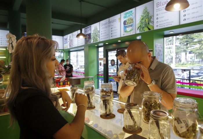 Ein Kunde riecht an verschiedenen Marihuana-Sorten in der ersten Coffeshop-Filiale der europäischen Top-Cannabis-Samenbank „Royal Queen Seeds“ in Bangkok. Foto: epa/Rungroj Yongrit