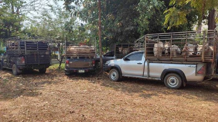 In einer nächtlichen Operation beschlagnahmte die thailändische Grenzpatrouille 128 Rinder und nahm neun Verdächtige fest. Foto: Khaosod