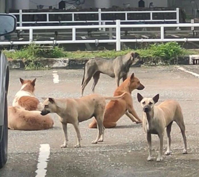 Streunende Hunde haben sich auf dem Gelände des Rathauses von Chiang Mai angesiedelt und sorgen zunehmend für Beschwerden von Besuchern. Bild: Khaosod English