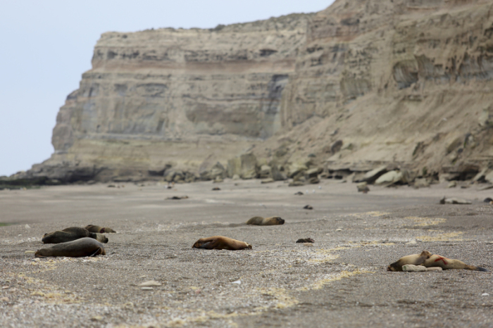 Mehrere tote Mähnenrobben liegen an einem patagonischen Atlantikstrand in der Nähe von Viedma, Provinz Río Negro, Argentinien. Foto: Juan Macri/Ap/dpa