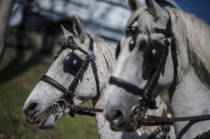 Zwei Fiakerpferde ziehen eine Kutsche durch Wien. Während der Corona-Pandemie litt das traditionsreiche Gewerbe unter ausbleibenden Fahrgästen. Foto: epa/Christian Bruna
