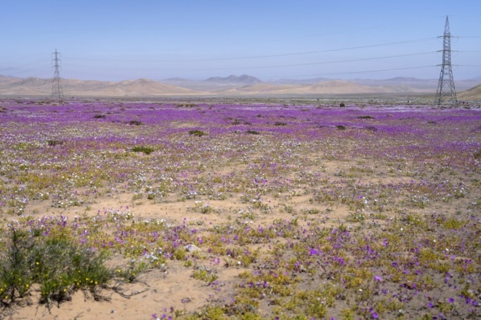 In der Wüste der Atacama-Region blühen Blumen. Foto: epa/Adriana Thomasa