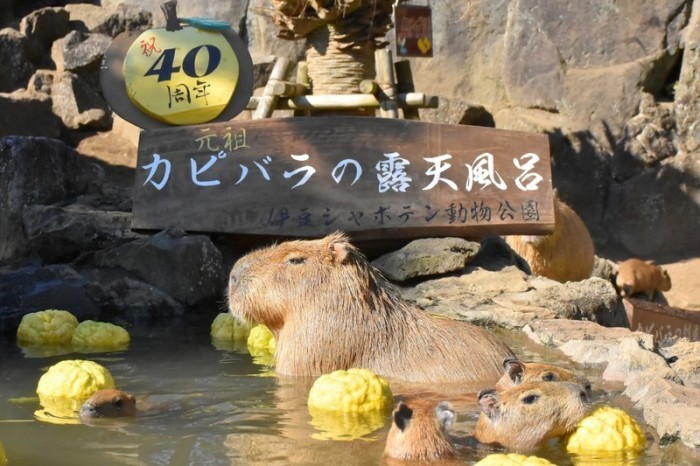 Wasserschweine im heißen Bad des Zoo Izu Shaboten. Foto: Izu Shaboten Zoo/dpa