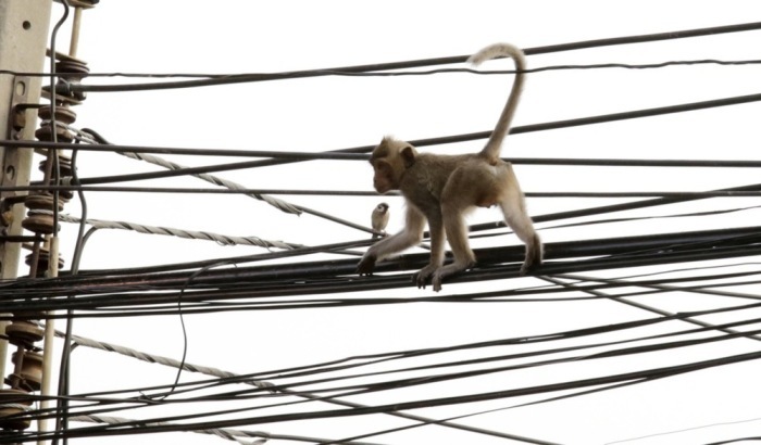 Ein Affe balanciert auf Stromleitungen in Thailand. Die Regulierungsbehörde prüft derzeit mehrere Modelle für höhere Stromtarife ab September. Foto: epa/Barbara Walton