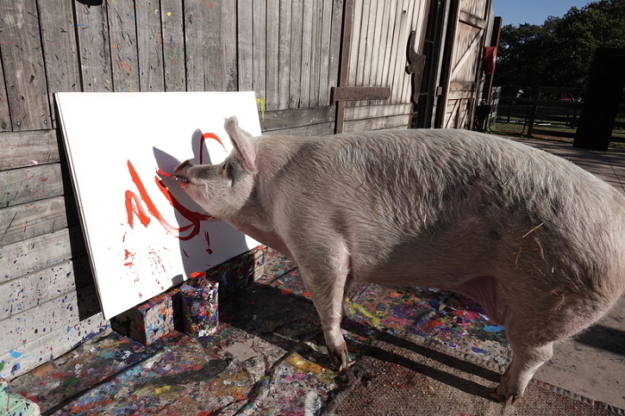 Pigcasso, ein malendes Schwein aus Südafrika, 