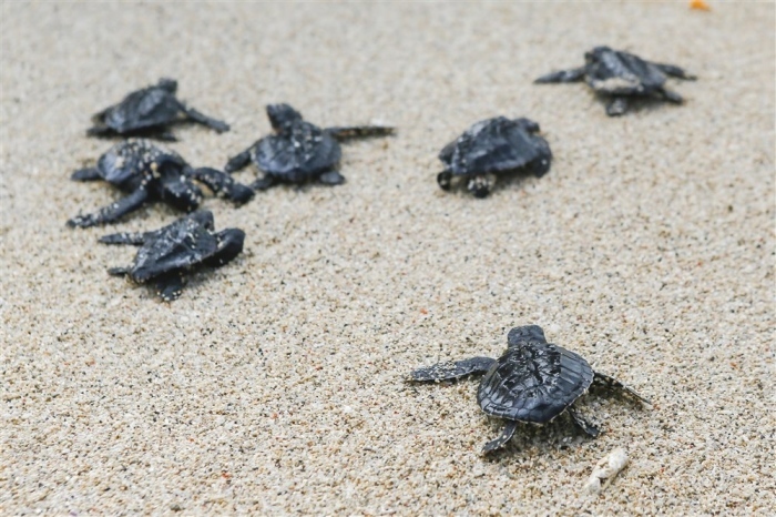 An einem Strand in Serangan, Bali, schlüpfen Schildkrötenbabys und machen sich auf den Weg ins Meer, nachdem sie dort ausgesetzt wurden. Foto: epa/Made Nagi