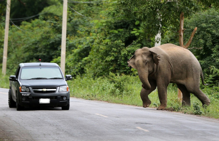 Aus der zunehmenden Besiedlung in Thailand resultieren Konflikte zwischen Elefant und Mensch. Foto: epa/Barbara Walton