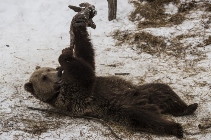 Ein Braunbär spielt im Schnee. Foto: epa/Valdrin Xhemaj
