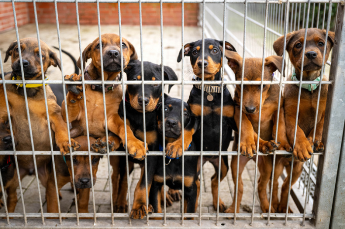 Hunde lehnen an dem Gitter eines Zwingers in einem Tierheim. Viele deutsche Tierheime sind überfüllt, manche haben sogar einen Aufnahmestopp verhängt. Foto: Sina Schuldt/dpa