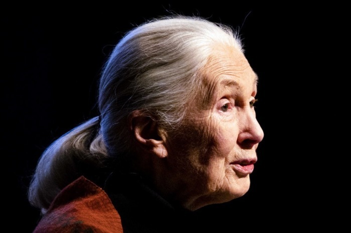 Die weltweit bekannte englische Primatenforscherin und Anthropologin Dame Jane Goodall. Foto: epa/Ramon Van Flymen